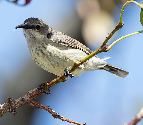 Purple-banded Sunbird female